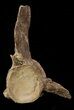Mosasaur (Platecarpus) Caudal Vertebrae - Kansas #49865-3
